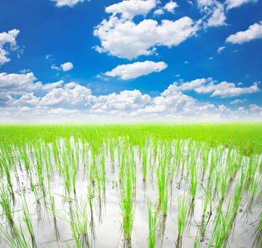 rice field at Thailand.
