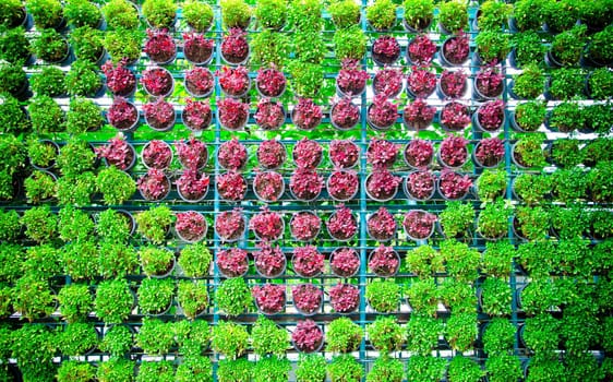 Tree planted heart shape in pots on walls.