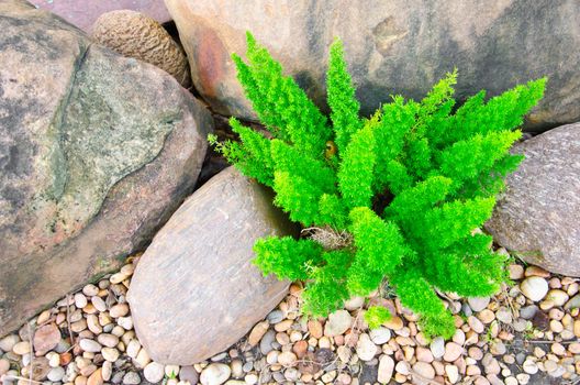 Asparagus Fern and many stones.