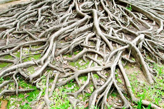big tree root