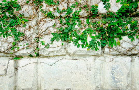 The Green Creeper Plant on Wall