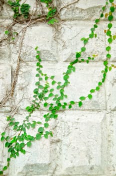 The Green Creeper Plant on Wall.