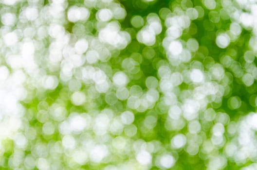 Sunny abstract green nature background, selective focus