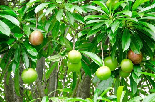 Many Cerbera oddloam fruit on tree.
