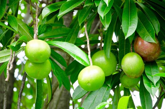 Many Cerbera oddloam fruit on tree.