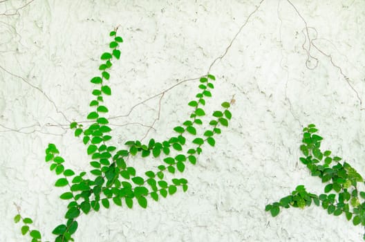 The Green Creeper Plant on Wall.