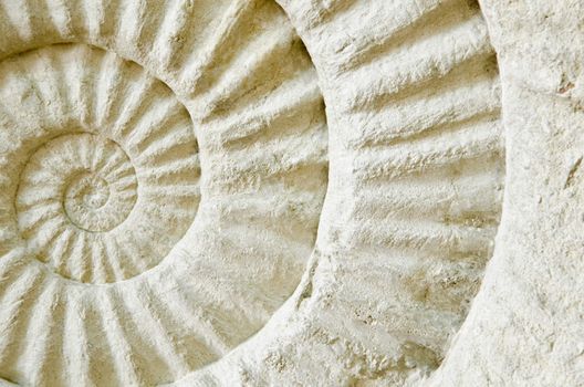 Ammonite prehistoric fossil on the surface