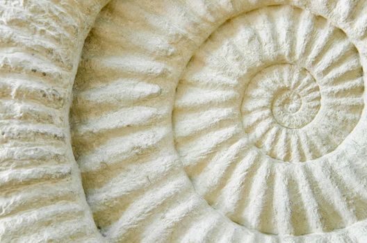 Ammonite prehistoric fossil on the surface
