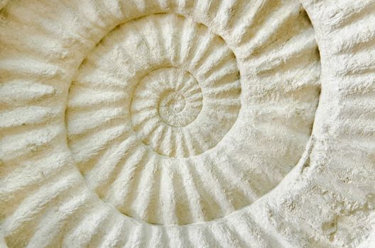 Ammonite prehistoric fossil on the surface