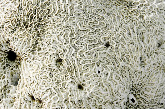 Close up Coral fossil texture background