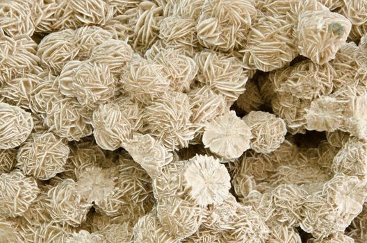 Texture of nature - gem desert rose close - up