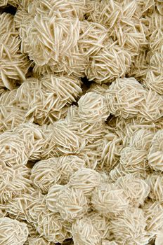 Texture of nature - gem desert rose close - up