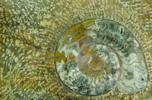 Ammonite prehistoric fossil on the surface