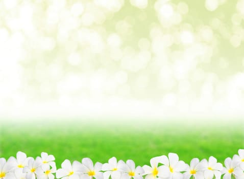 Abstract natural backgrounds with Plumeria flower and beauty bokeh