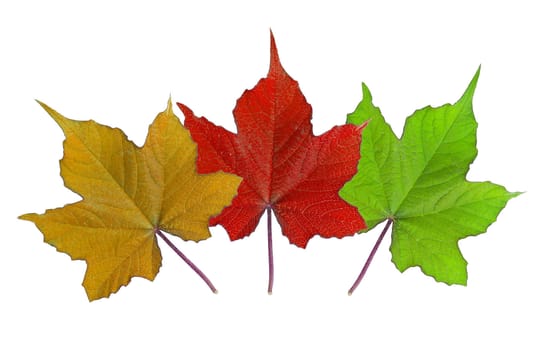 Many color of leaves on white background. clipping path.