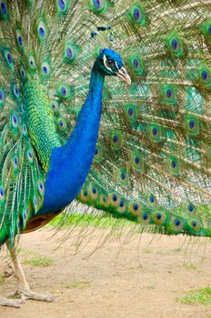 Portrait of Peacock with Feathers Out