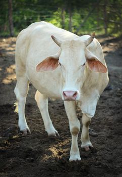 Cow with horns standing staring on the ground.