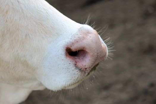 Cow nose close up on the nose sweat.