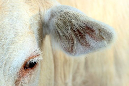 Image of an eye and ear cow