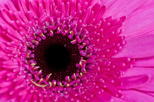 Gerbera Flower Close-up / Macro shot. Very vibrant and bright