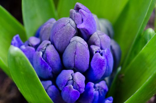 Blue Hyacinth Bud Close-up / macro shot