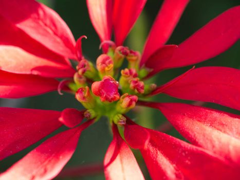 Red Poinsettia Close-up / macro shot on blurry green background