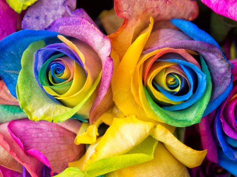 Rainbow rose, colourful roses close-up macro shots.