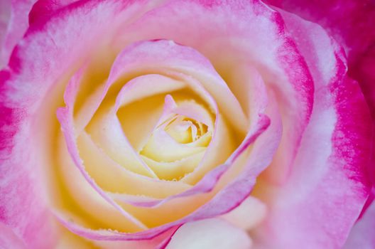 Bi-colour rose in macro / close-up shot