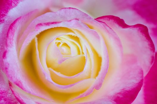 Bi-colour rose in macro / close-up shot