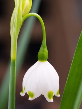 A single Snowflake Spring Flower close-up / macro shot