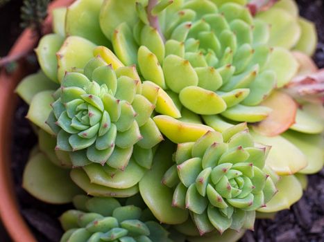 Fresh and juicy Succulent Close-up / Macro shot