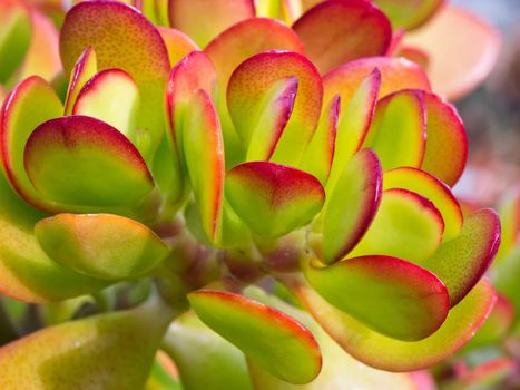 Fresh and juicy Succulent Close-up / Macro shot