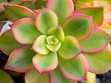 Fresh and juicy Succulent Close-up / Macro shot