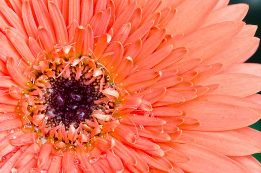 Gerbera Flower Close-up / Macro shot. Very vibrant and bright