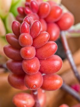 Fresh and juicy Succulent Close-up / Macro shot