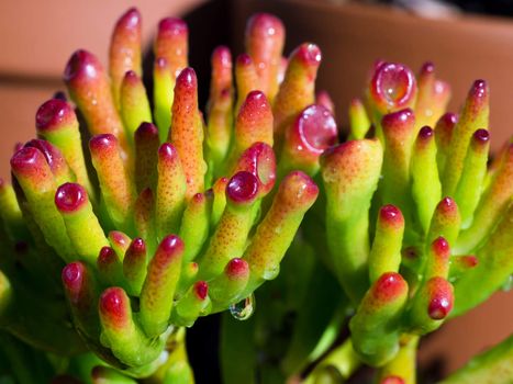 Fresh and juicy Succulent Close-up / Macro shot