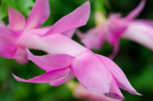 Blooming Pink Purple Zygo - Zygocactus Close-up / macro shot