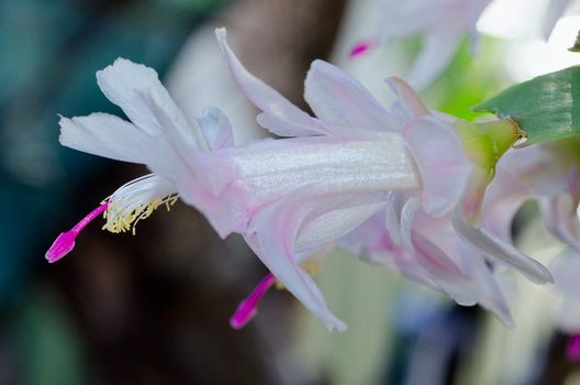 Blooming White Purple Zygo - Zygocactus Close-up / macro shot