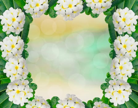 Plumeria frame and leaves on Beautiful spring background