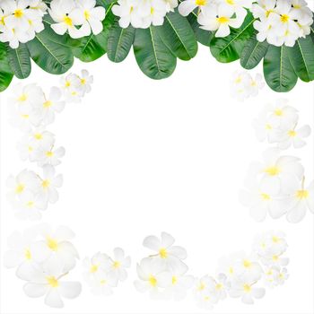 Plumeria frame and leaves on white background