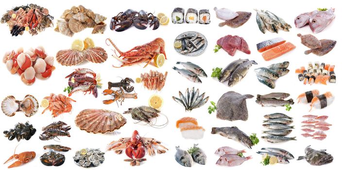 seafood, fishes and shellfish in front of white background