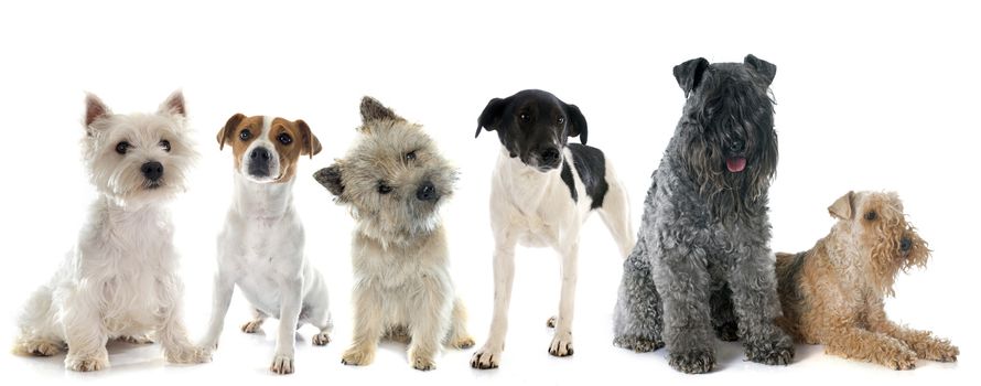 group of terrier in front of white background