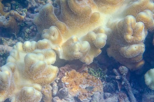 Underwater shot of living coral, colour, fish