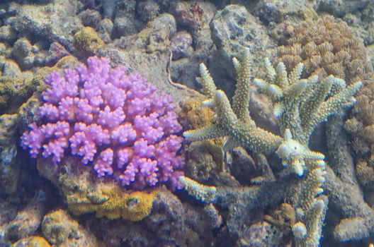 Underwater shot of living coral, colour, fish