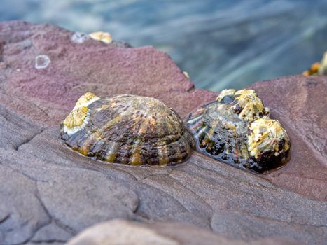 Shells on the rock with water background