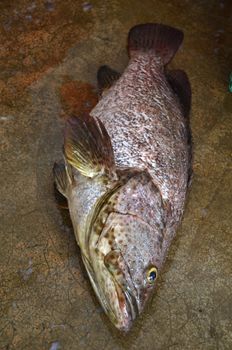 Freshly catched grouper fish in the market