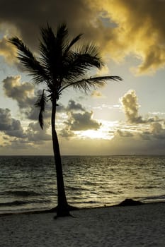 Beach palm tree at sunrise