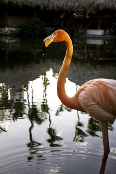 portrait of a Pink flamingo bird