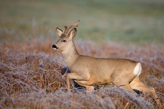 Buck deer on the run in a frosty morning