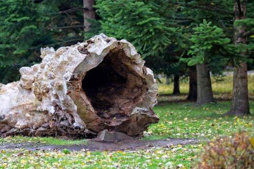 Old felled tree in the forest